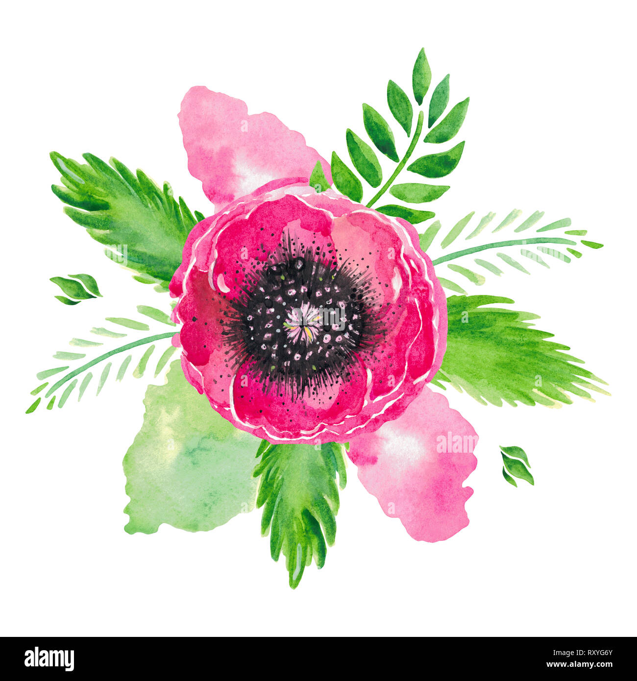 Watercolor illustration of red flowering poppies stem green leaves ...