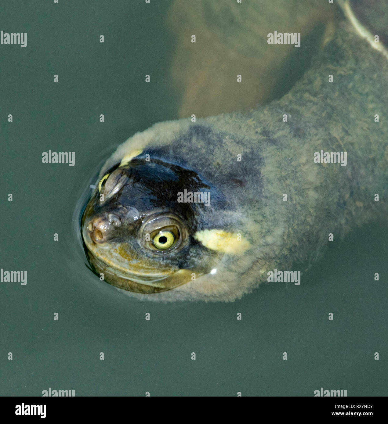 Close up of face of Krefft's river turtle, Emydura krefftii, with algae on head and yellow eyes peering from water of lake Stock Photo