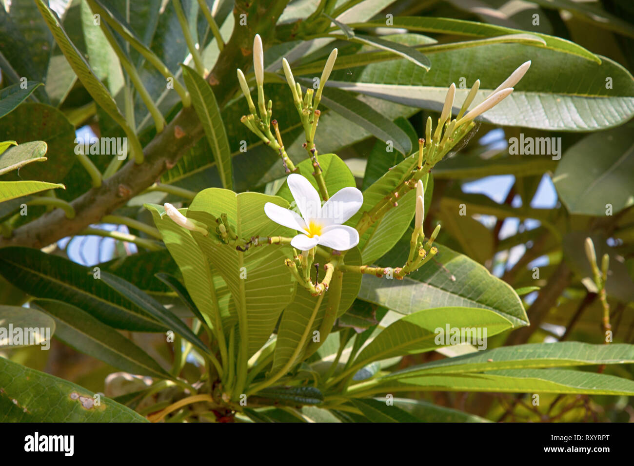 Flowering mango. Fruits of India, tropical horticulture and ornamental