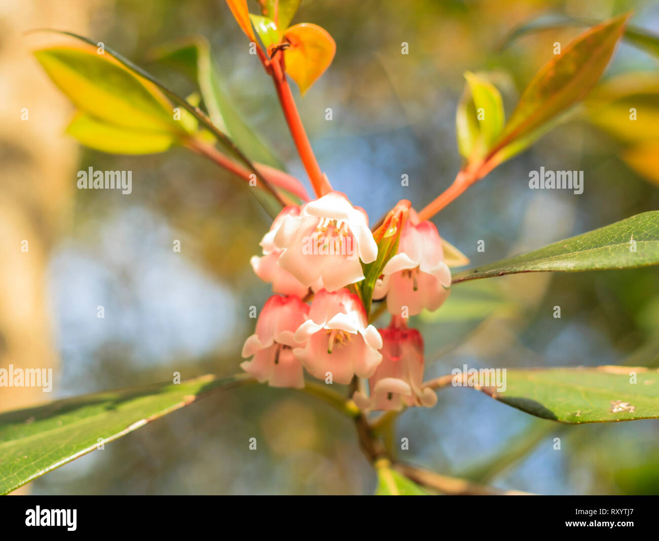 Local Chinese New Year Flowers in Hong Kong. Enkianthus quinqueflorus