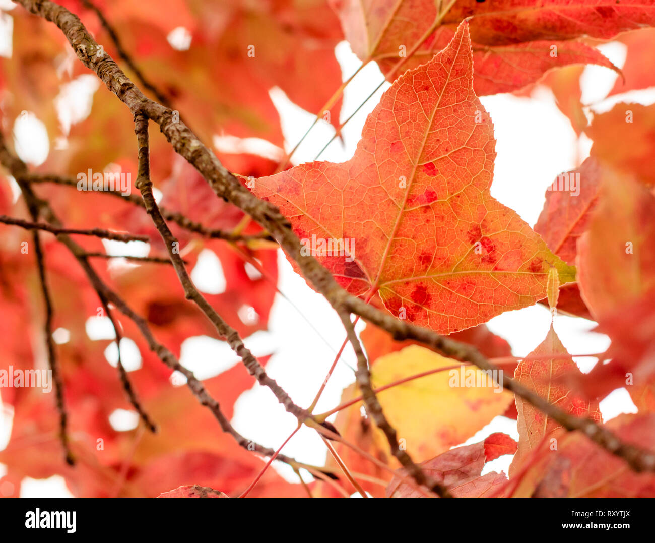 Autumn foliage in Hong Kong. Probably called Liquidambar formosana or Chinese Sweetgum, but not maple. Stock Photo
