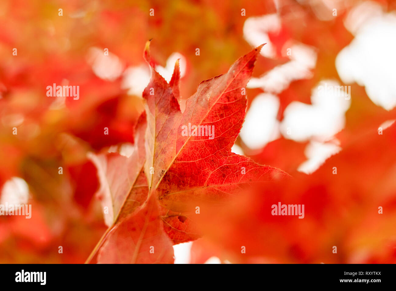 Autumn foliage in Hong Kong. Probably called Liquidambar formosana or Chinese Sweetgum, but not maple. Stock Photo