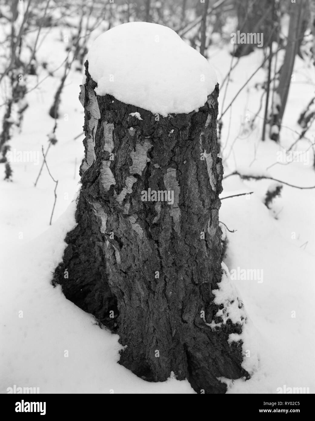 Snow-covered tree stump in Gransden and Waresley Wood Cambridgeshire England Stock Photo