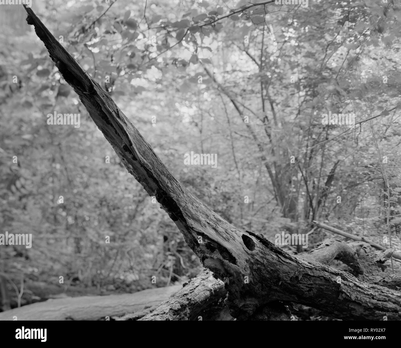 Decaying tree trunk in Waresley Wood Cambridgeshire England Stock Photo