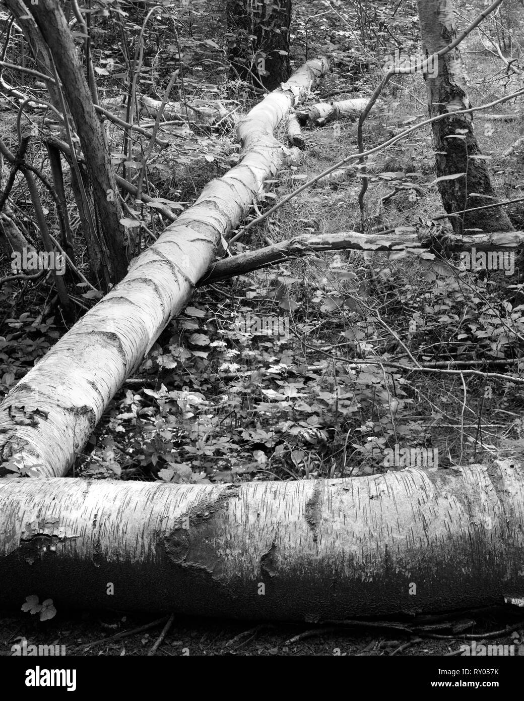 Fallen silver birch tree in Waresley Wood Cambridgeshire England Stock Photo