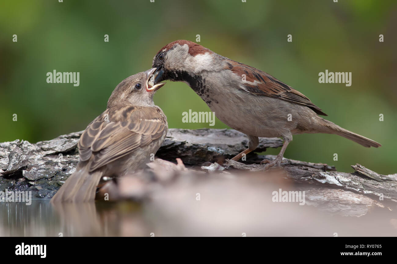 House sparrow feeding his baby mouth to mouth Stock Photo