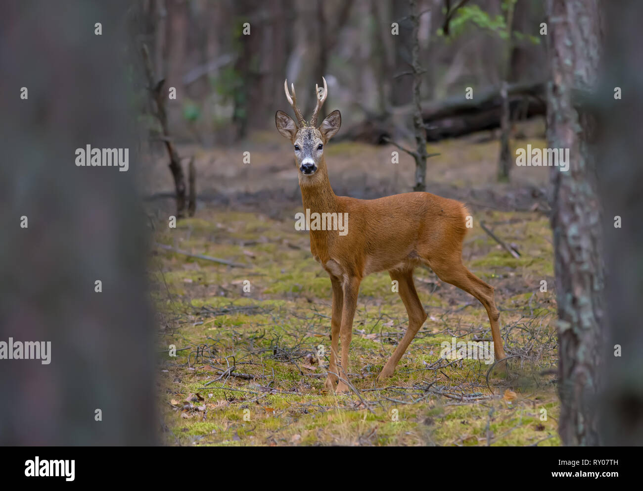 Roe deer male ready for fighting in pine forest Stock Photo