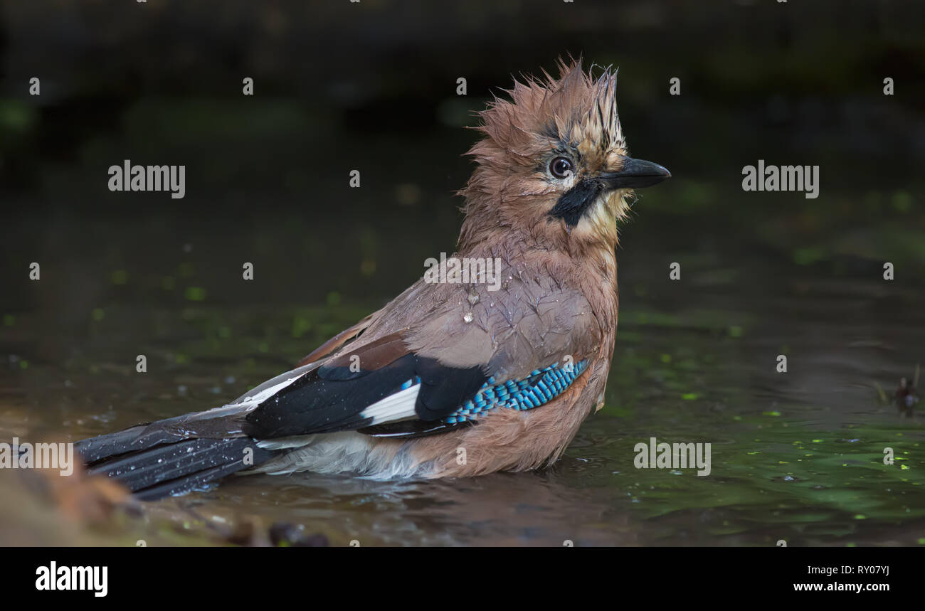 Eurasian jay bathing and soaking in forest pond Stock Photo