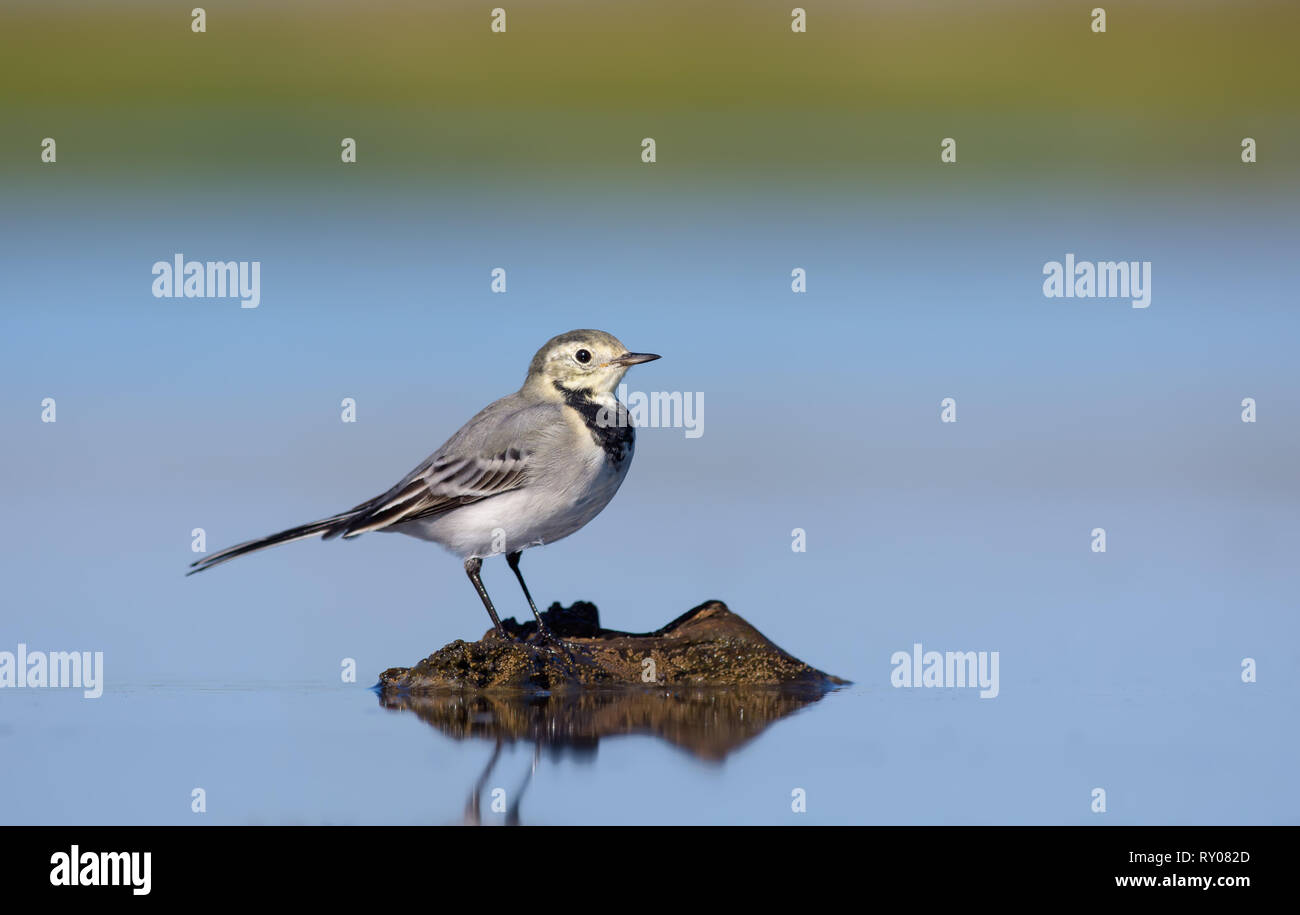 White wagtail stands on an small island in clean water Stock Photo