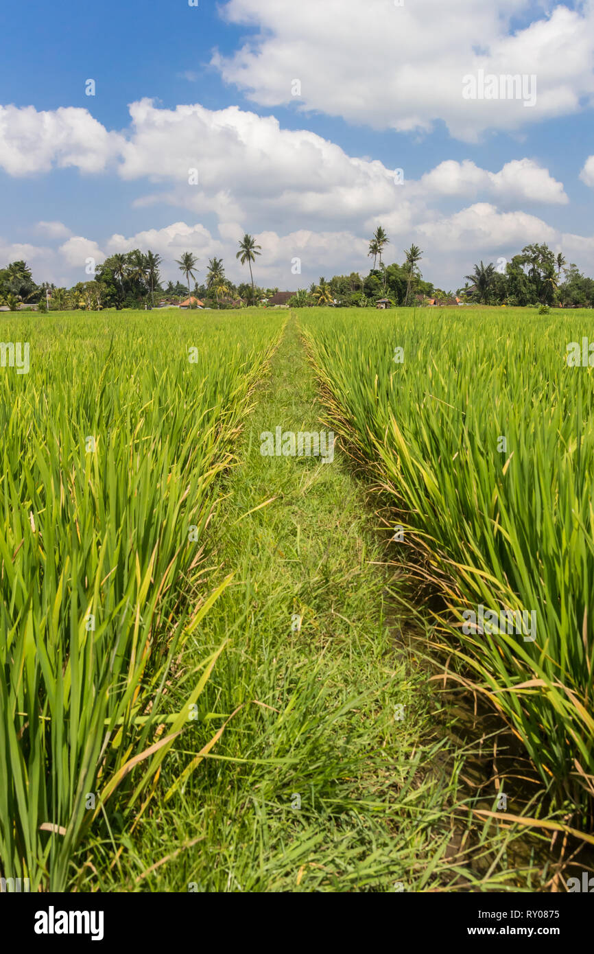 Rice fields near Ubud on Bali island, Indonesia Stock Photo - Alamy
