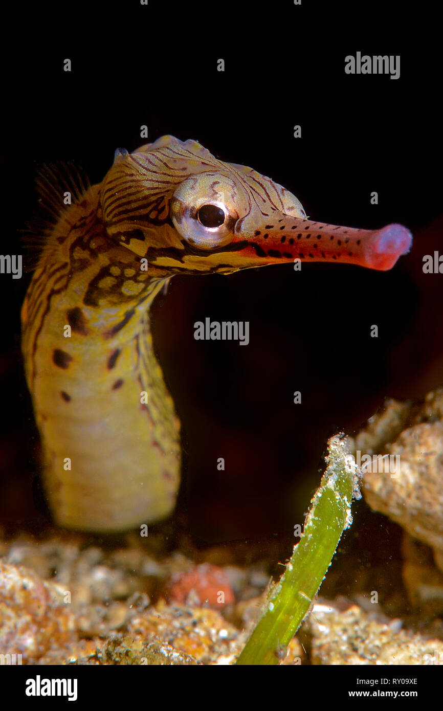 Messmate pipefish (Corythoichthys haematopus), portrait, Milne Bay, Alotau, Papua New Guinea Stock Photo