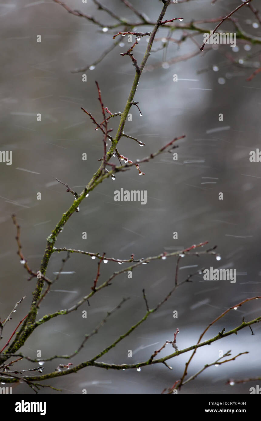 Drops of water on the tips of the branches of the bush on the background of the spring rain Stock Photo