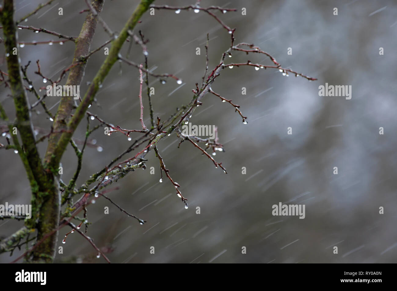 Shiny droplets of water on the tips of the branches of the bush during the spring rain Stock Photo