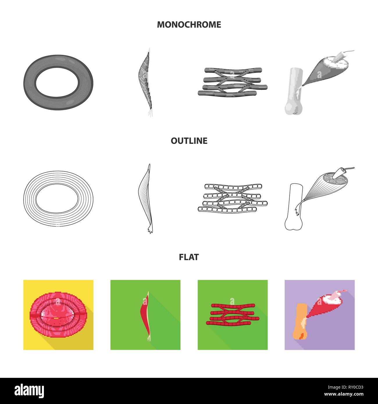 Isolated object of fiber and muscular icon. Set of fiber and body stock ...