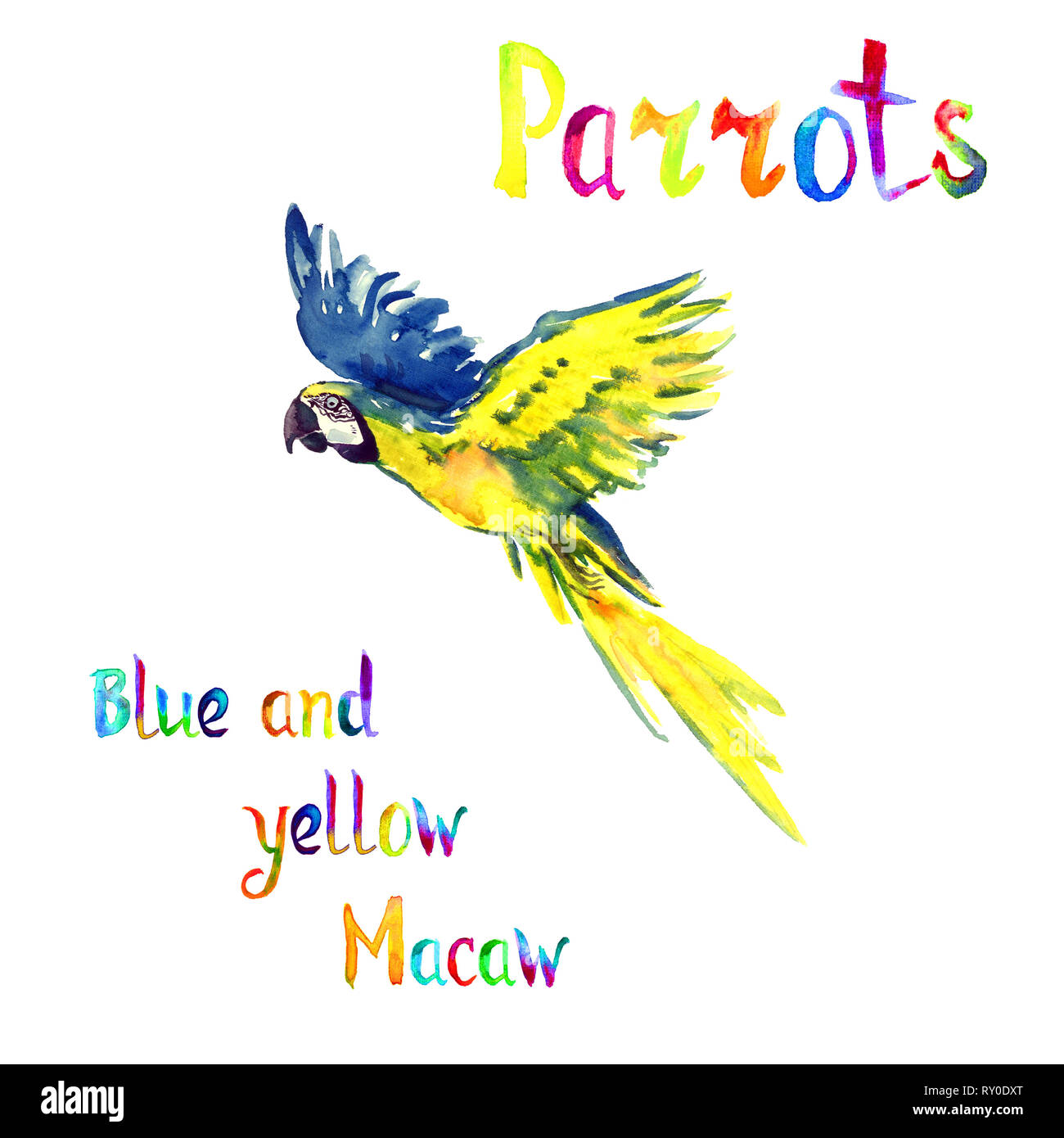 Blue and yellow macaw flying, isolated hand painted watercolor illustration with handwritten inscription Stock Photo