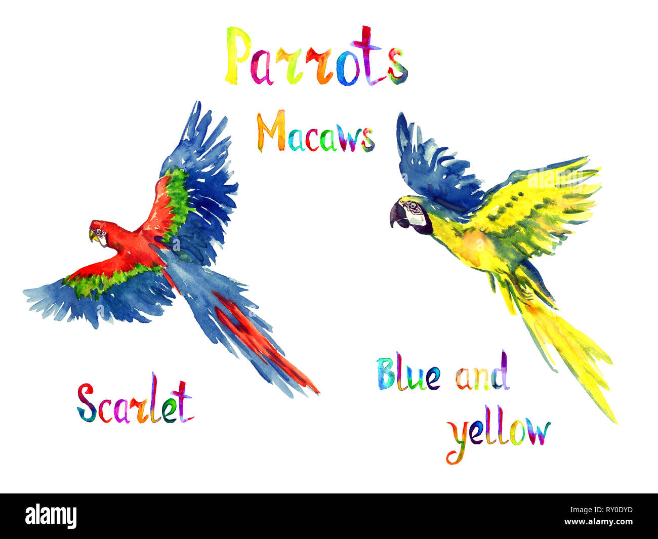 Blue and yellow and Scarlet macaw flying set, isolated hand painted watercolor illustration with handwritten inscription Stock Photo