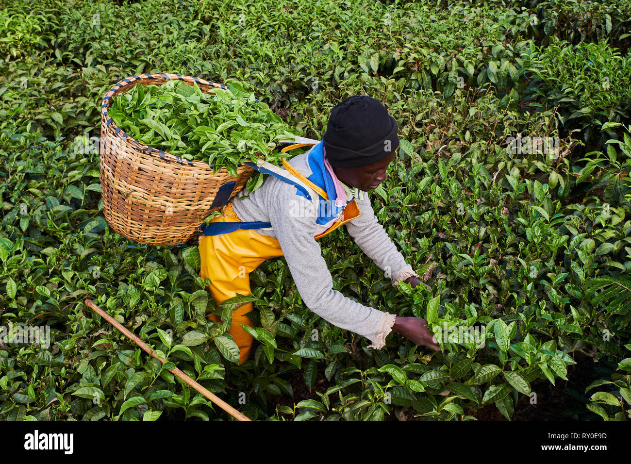 Kenya, Kericho county, Kericho, Evaline CHebe, 35 old, tea picker picking  tea leaves Stock Photo - Alamy