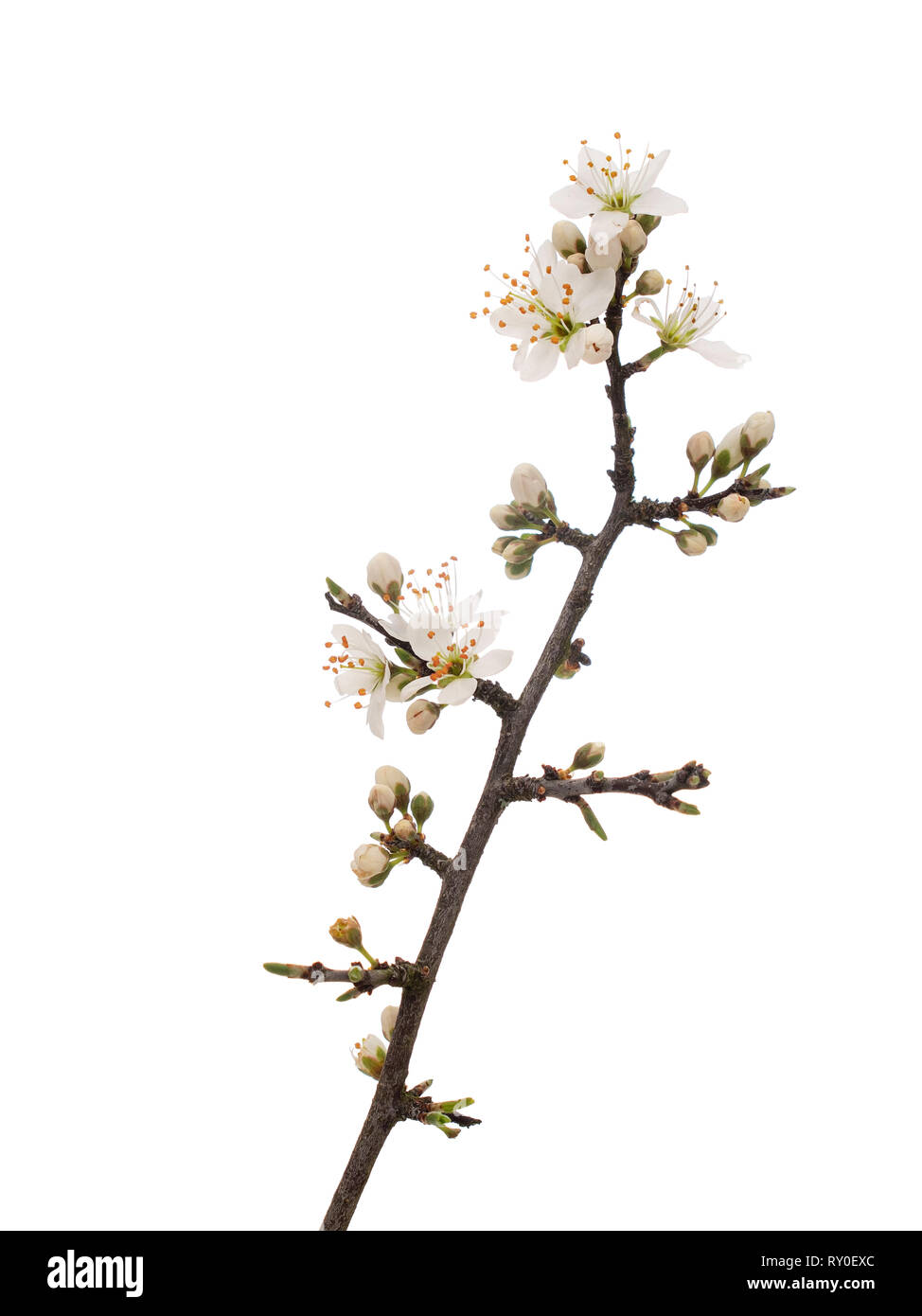 Prunus spinosa, blackthorn aka sloe blossom in springtime, isolated on white background. Delicate white flowers, close up detail. Stock Photo