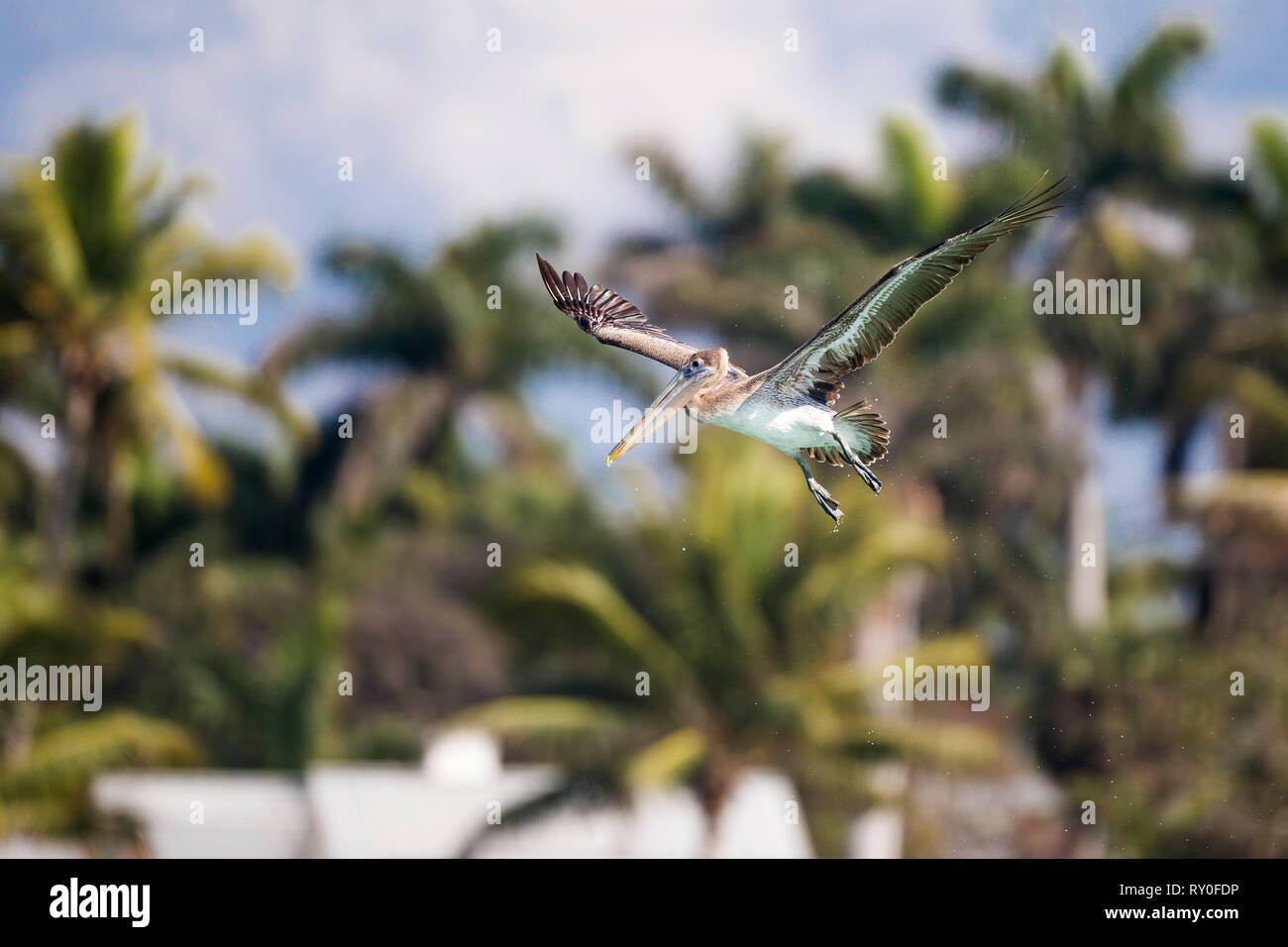 Pelikan hi-res stock photography and images - Alamy