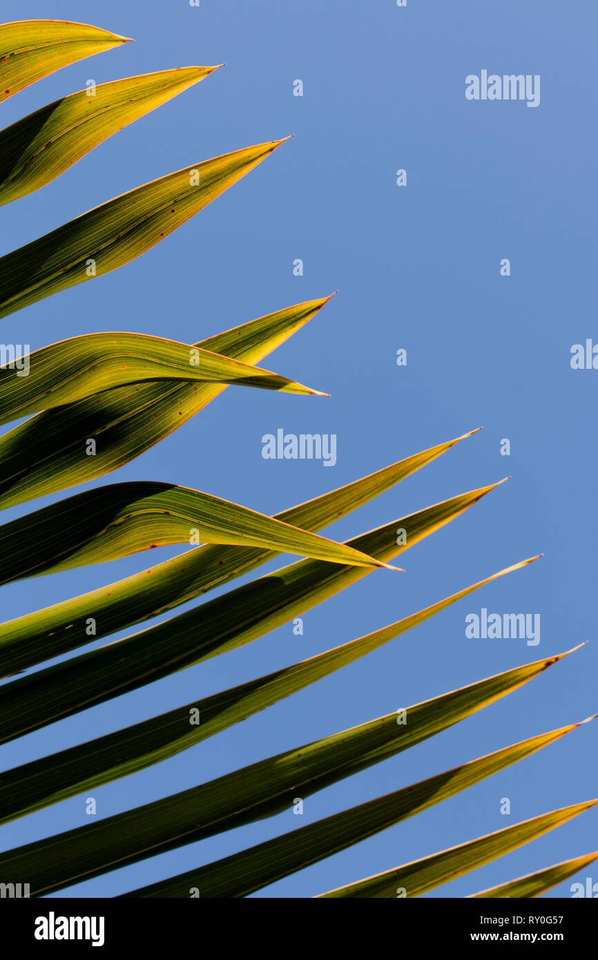 Abstract shot of a palm tree's leaves. Taken mid-day. Stock Photo