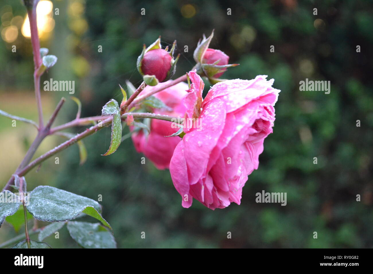 Summer Flower Beauties Stock Photo