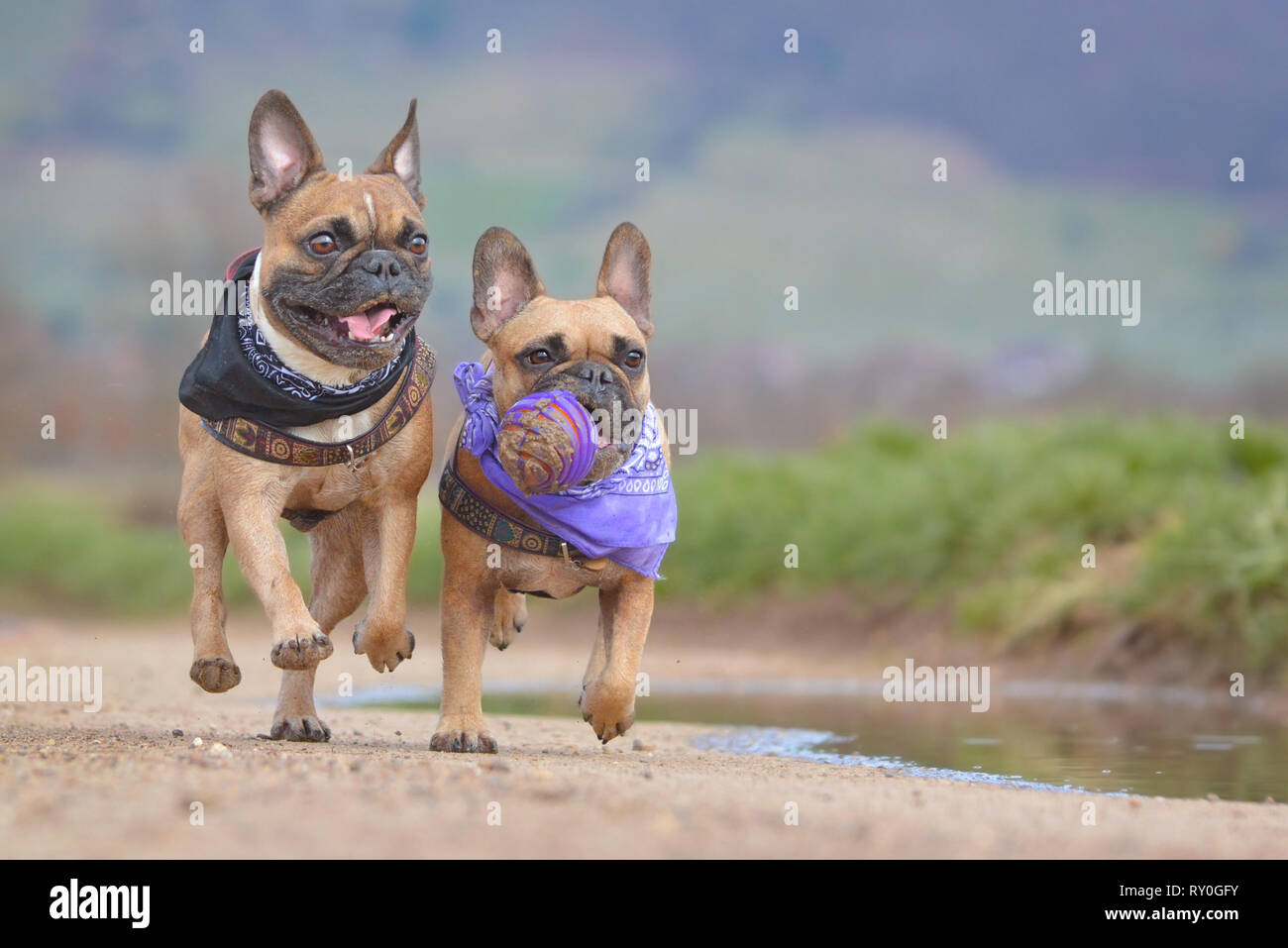 Action shot of two fawn French Bulldog dogs wearing neckerchief running together towards camera with ball toy in muzzle Stock Photo