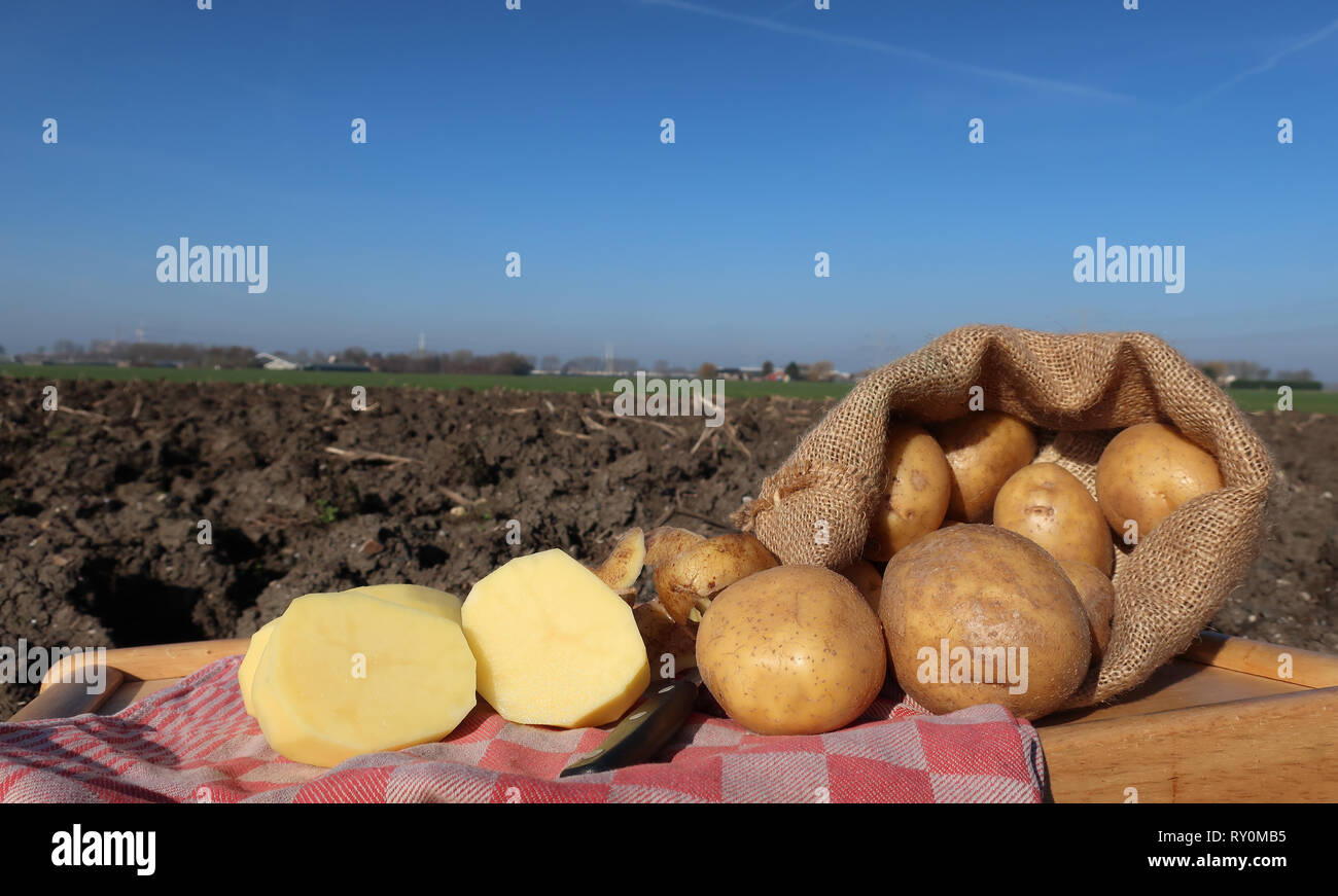 Sliced raw potatoes in a farm field Stock Photo