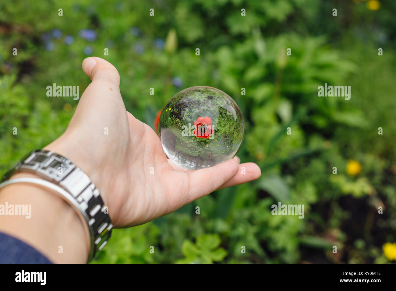 Lens ball in hand with reflection of red tulip Stock Photo