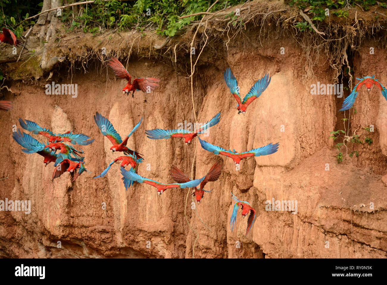 Red and Green Macaw (Ara chloropterus) group taking flight in front of clay lick, Manu National Park, Peru, November Stock Photo