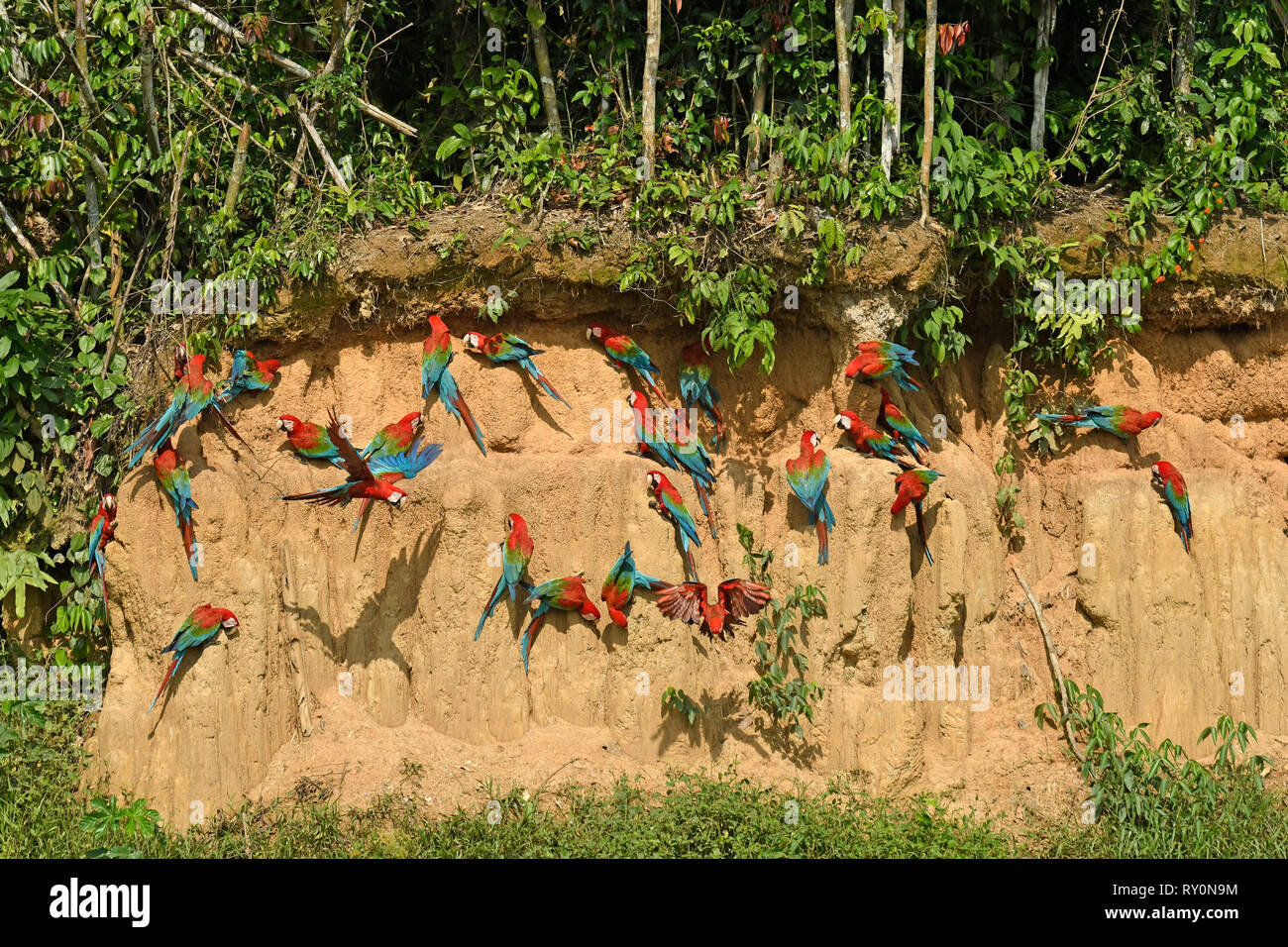 Red and Green Macaw (Ara chloropterus) group feeding at clay lick, Manu National Park, Peru, November Stock Photo