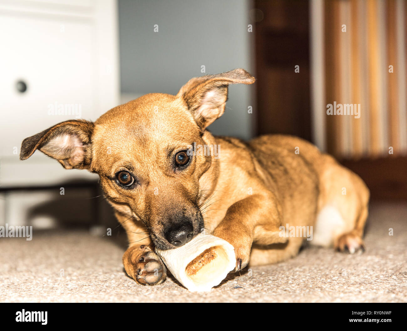 Young brown dog eating bone in the house hungry rescue dog pet from