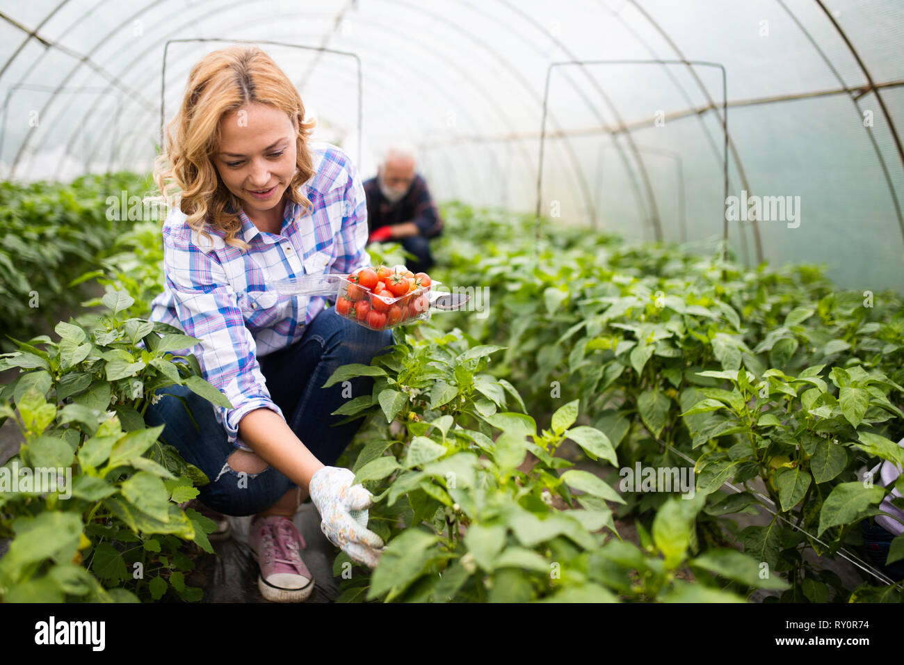 Farmer family picking organic vegetables in garden Stock Photo - Alamy