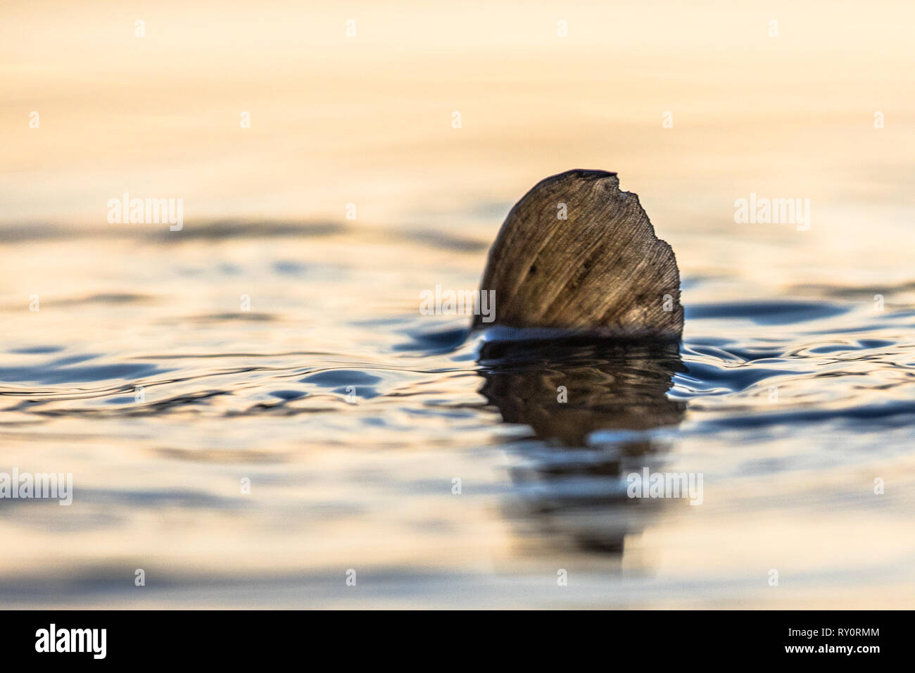 European carp (Cyprinus carpio) spawning eggs underwater in shallow water of lake at sunset. Only fin is visible. Stock Photo