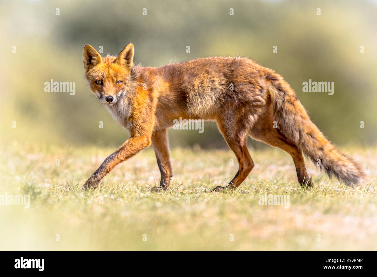 Red fox (Vulpes vulpes) in natural vegetation. This beautiful wild ...