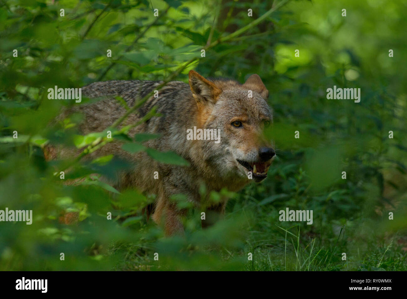 Europaeischer Wolf, (Canis lupus lupus), Deutschland Stock Photo