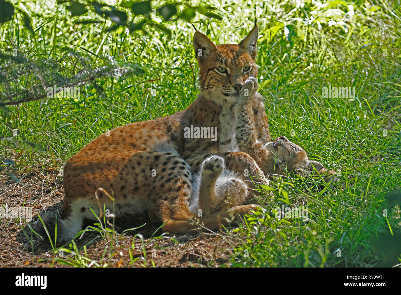 Eurasischer Luchs mit Jungtier, (Lynx lynx) Stock Photo
