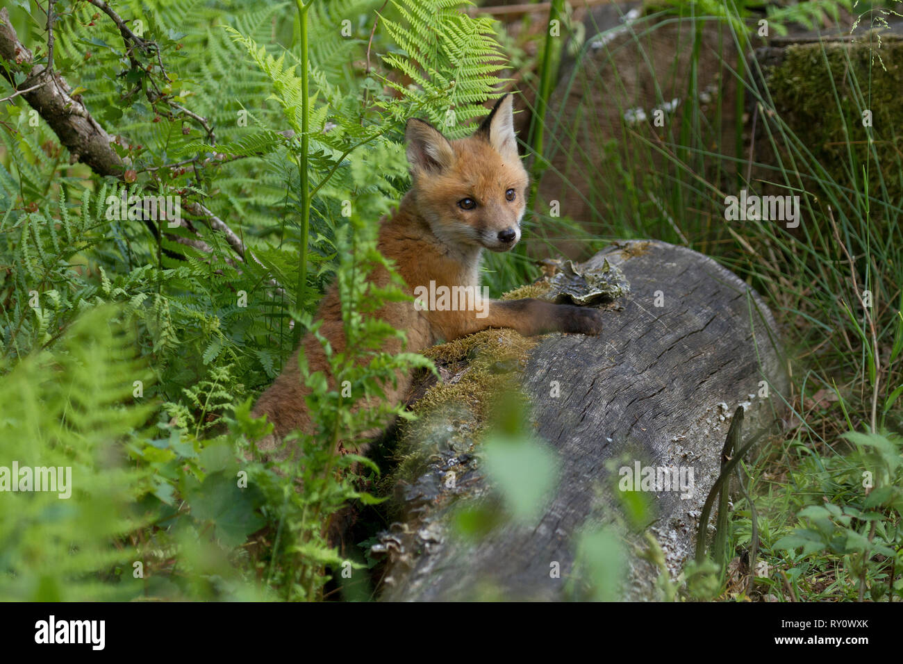 Rotfuchs, (Vulpes vulpes), Deutschland Stock Photo