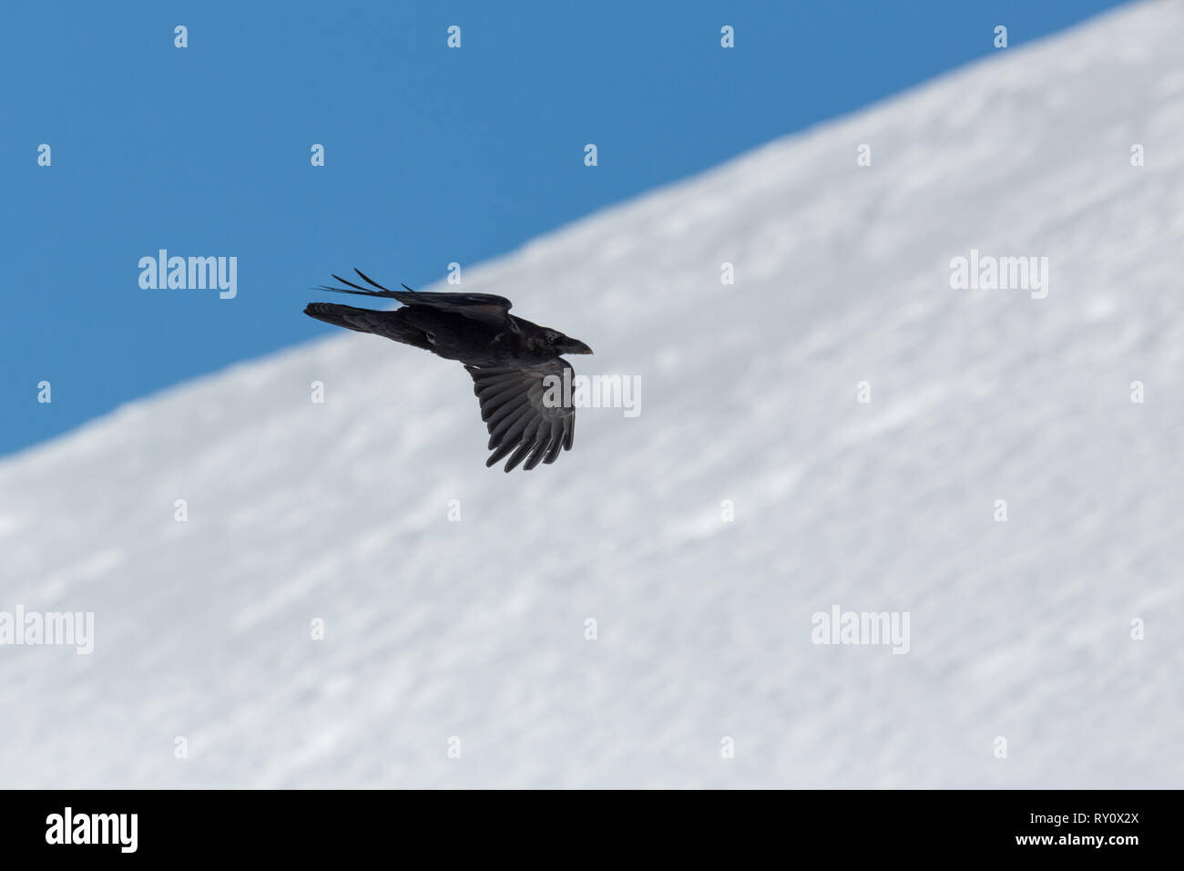 natural northern raven (corvus corax) in flight, blue sky, snow Stock Photo
