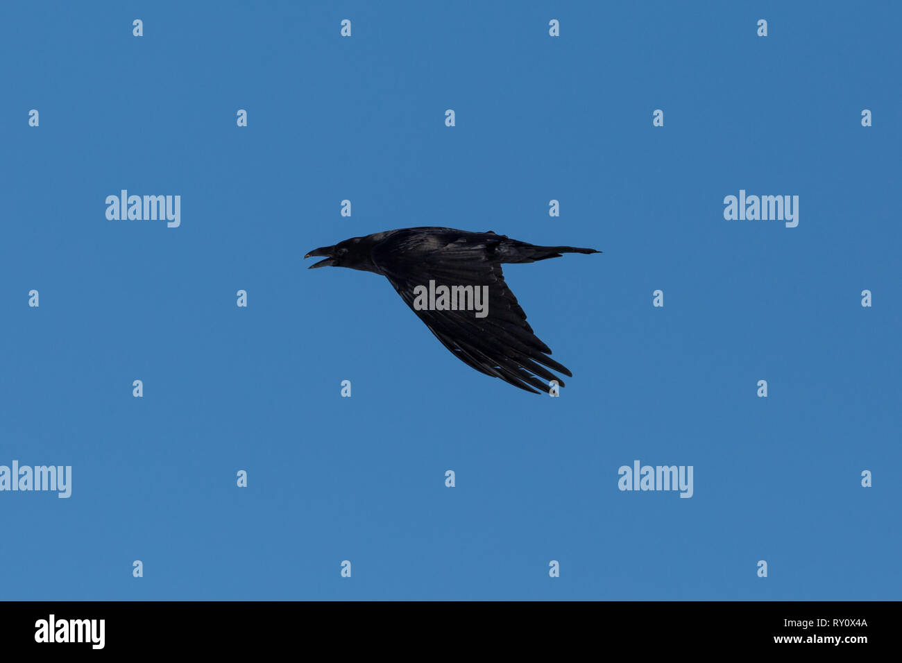 close side view flying natural northern raven (corvus corax), blue sky Stock Photo
