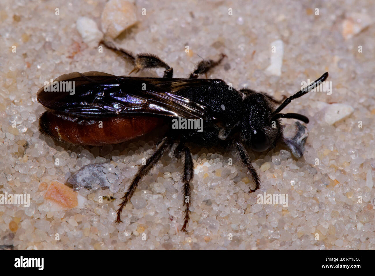 Halictid Bee, (Sphecodes albilabris) Stock Photo