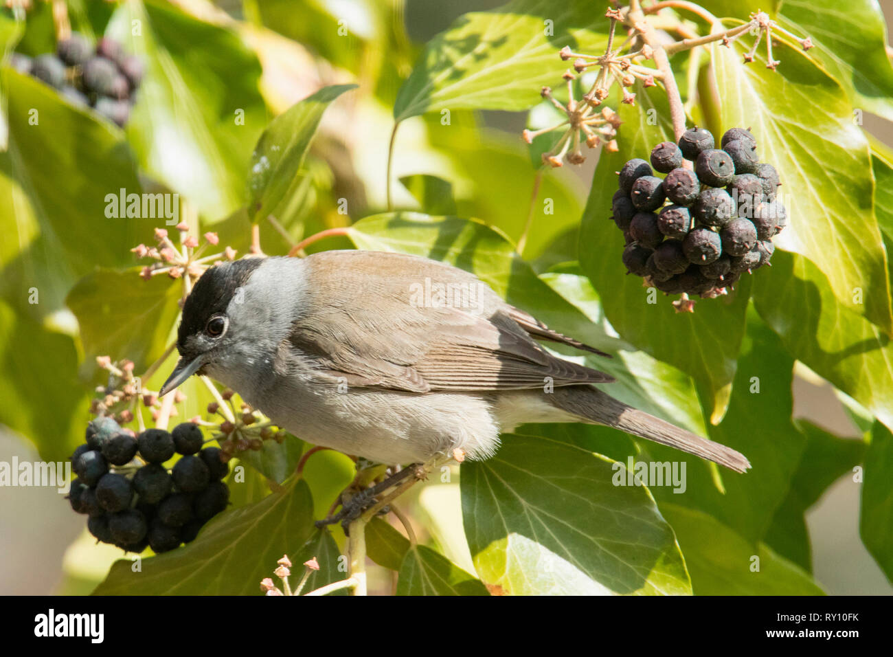 eurasian, blackcap, male, (Sylvia atricapilla) Stock Photo