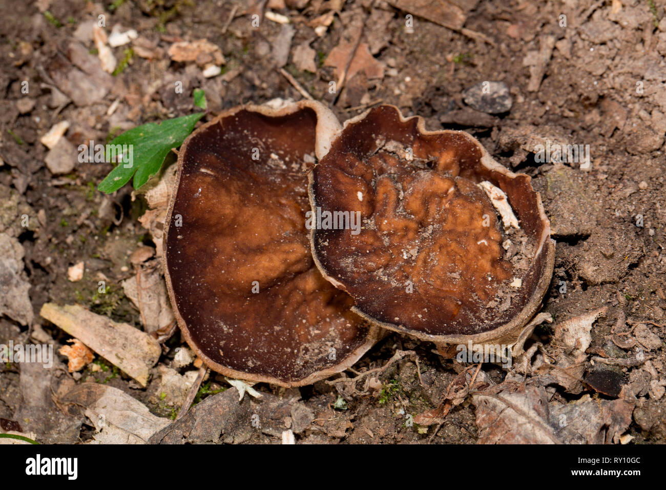 veiny cup fungus, (Disciotis venosa) Stock Photo
