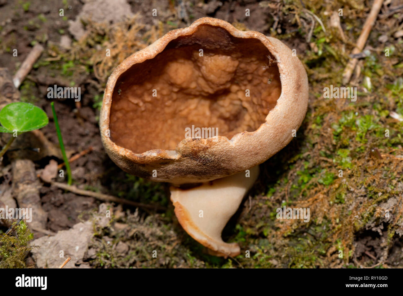 veiny cup fungus, (Disciotis venosa) Stock Photo