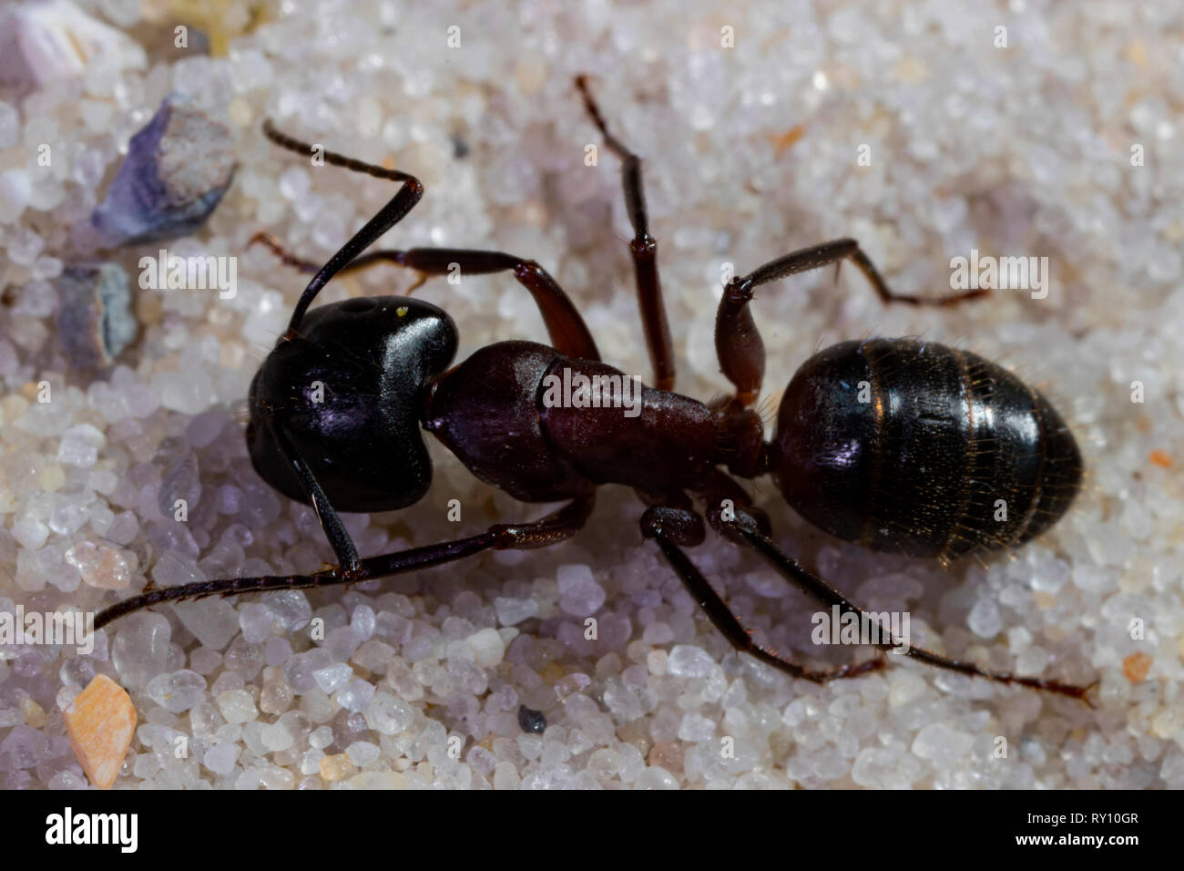 red wood ant, (Formica rufa) Stock Photo