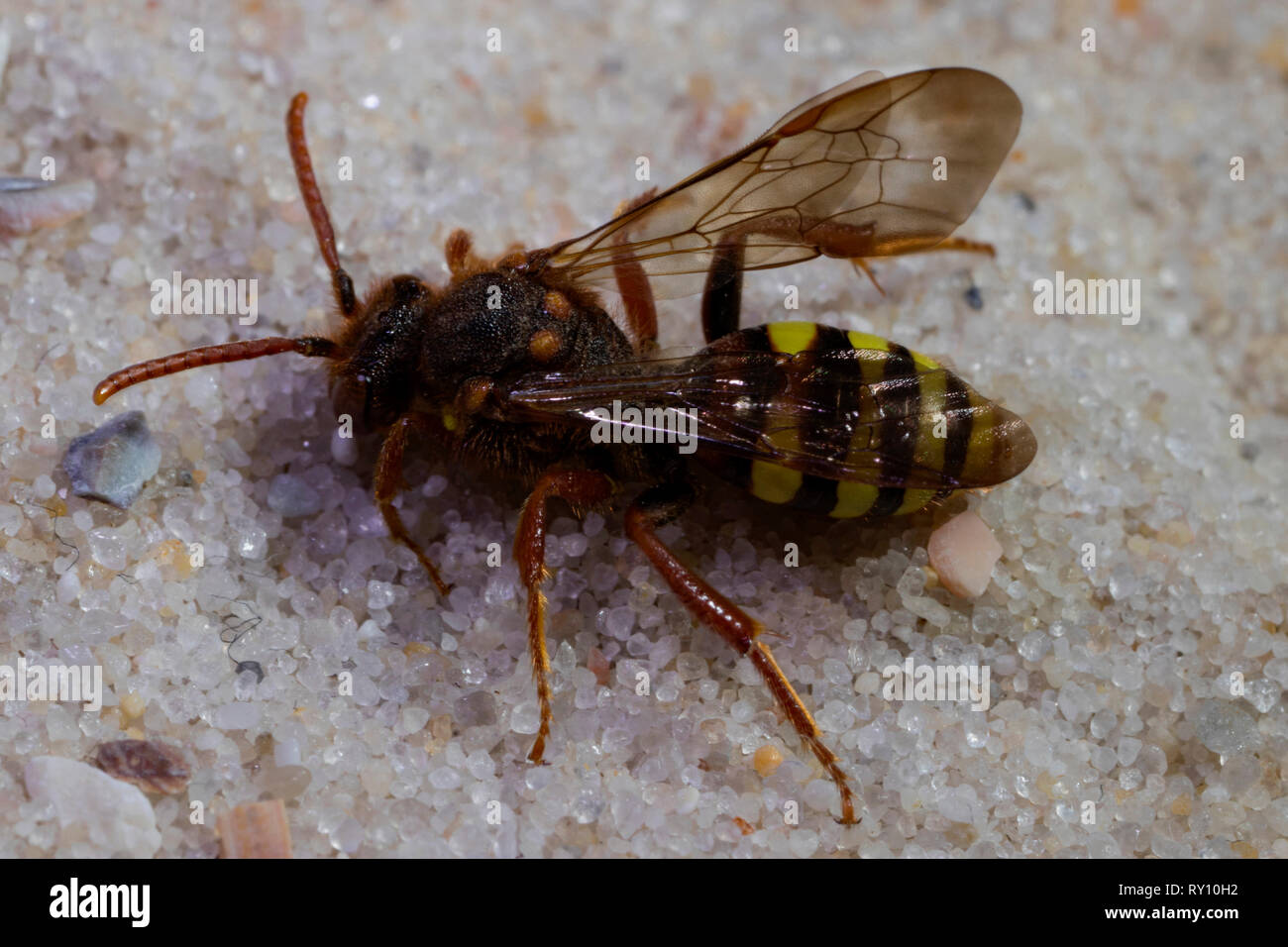 Lathbury's Nomad Bee, (Nomada lathburiana) Stock Photo