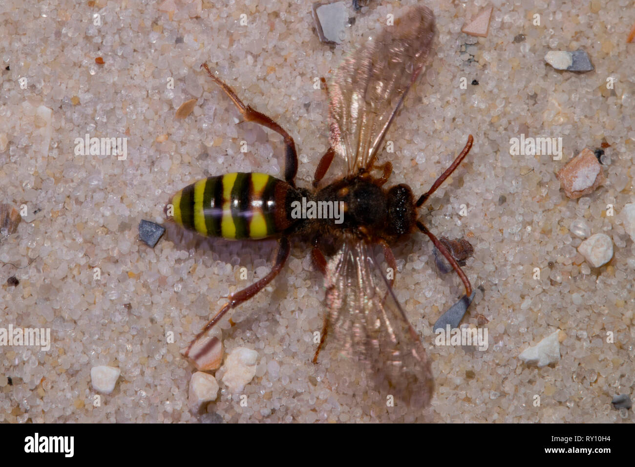 Lathbury's Nomad Bee, (Nomada lathburiana) Stock Photo