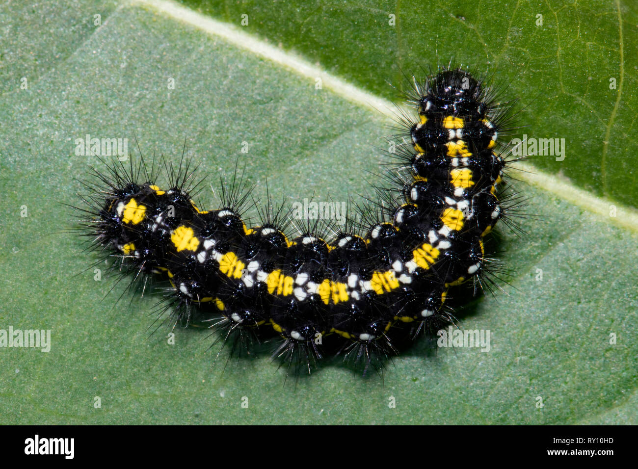 Scarlet Tiger Moth Caterpillar Callimorpha Dominula Stock Photo Alamy