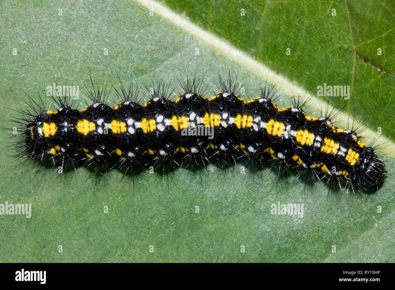 scarlet tiger moth, caterpillar, (Callimorpha dominula) Stock Photo