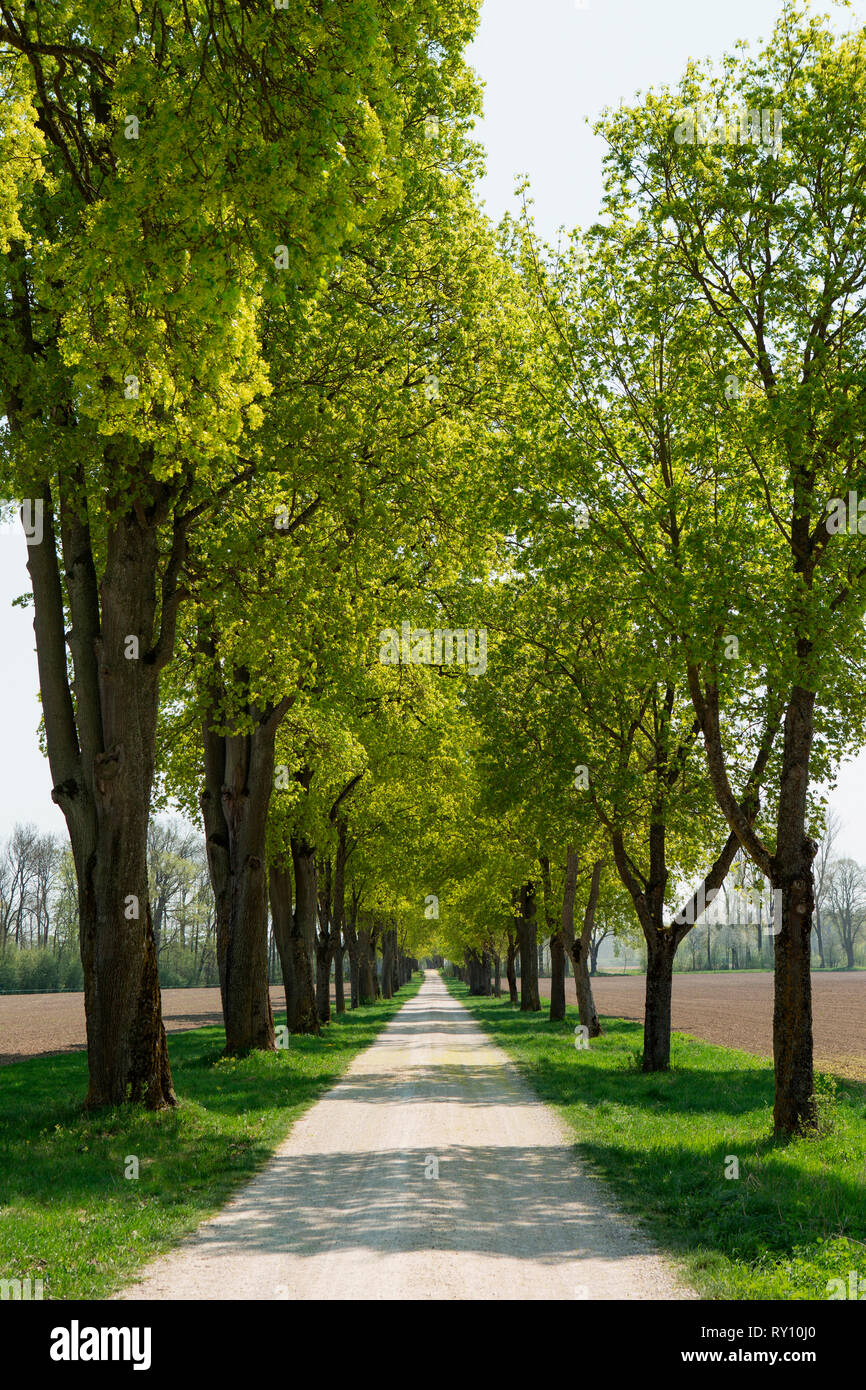 Broadleaf lime trees, Neuburg an der Donau, Bavaria, Germany, (Tilia platyphyllos) Stock Photo