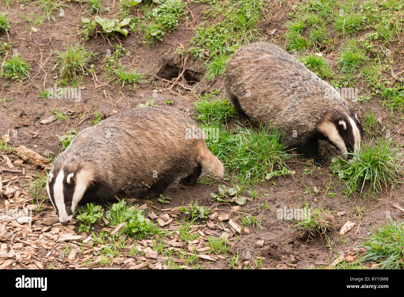european badger, (Meles meles) Stock Photo